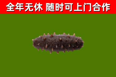尉犁县回收海参干